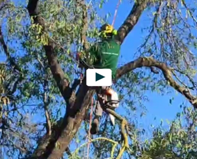Video giardinaggio: 2